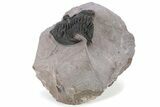 Large Metacanthina Trilobite - Lghaft, Morocco #222431-4